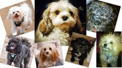 Photo associated with Ceras Mobile Dog Grooming--dogs groomed inside your home by Cera Feaviour C&G, Fd BSc(hons)