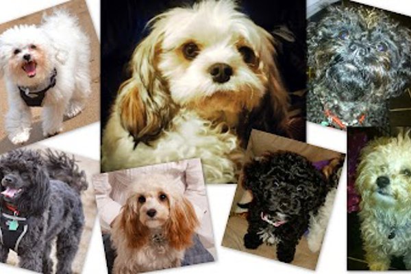 Photo associated with Ceras Mobile Dog Grooming--dogs groomed inside your home by Cera Feaviour C&G, Fd BSc(hons)