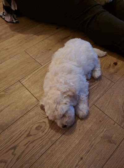 Photo associated with Ceras Mobile Dog Grooming--dogs groomed inside your home by Cera Feaviour C&G, Fd BSc(hons)