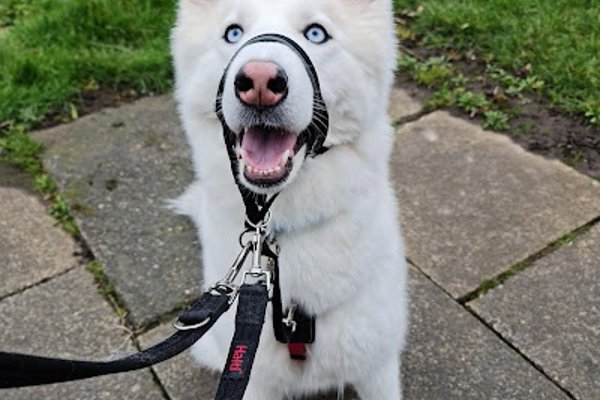 Photo associated with The Dog Pamperer