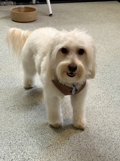Photo associated with Hair & Hounds Dog Grooming