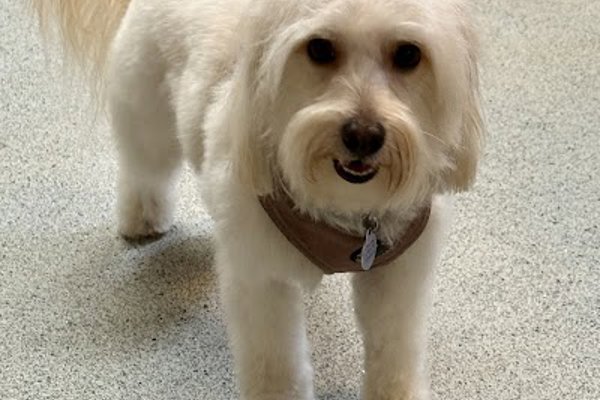 Photo associated with Hair & Hounds Dog Grooming
