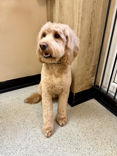 Photo associated with Hair & Hounds Dog Grooming