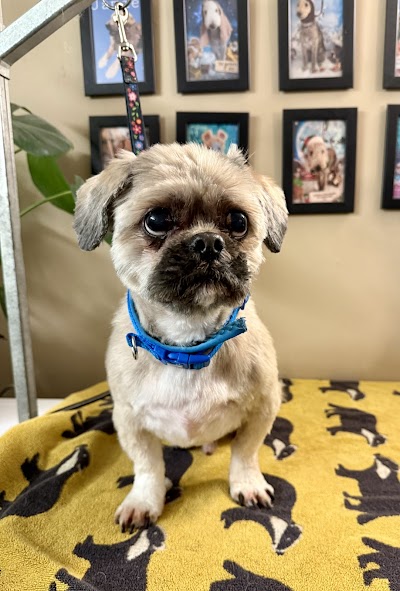 Photo associated with Hair & Hounds Dog Grooming
