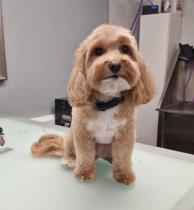 Photo associated with Furry Godmothers Dog Grooming