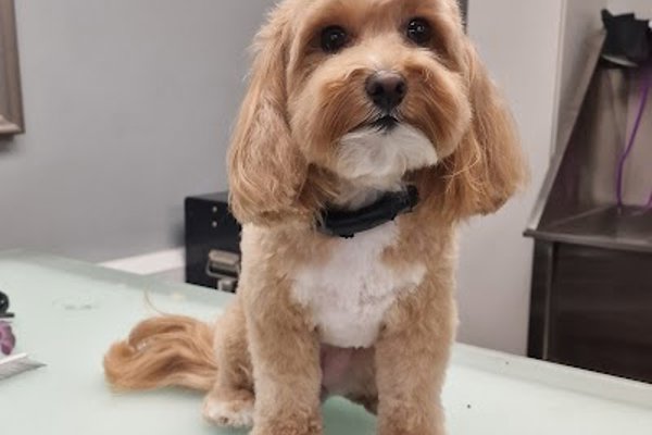 Photo associated with Furry Godmothers Dog Grooming