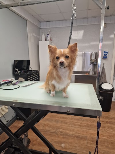 Photo associated with Furry Godmothers Dog Grooming