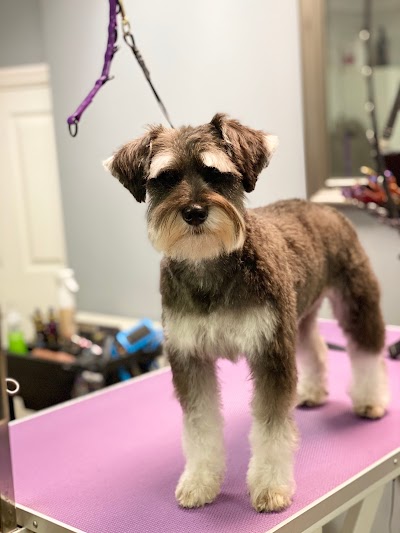 Photo associated with Furry Godmothers Dog Grooming