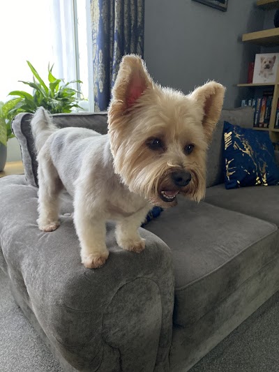 Photo associated with Cannock Dog Grooming - Barkingham Palace