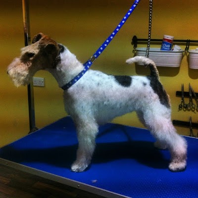 Photo associated with Dogs Body Design