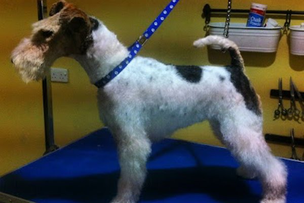 Photo associated with Dogs Body Design