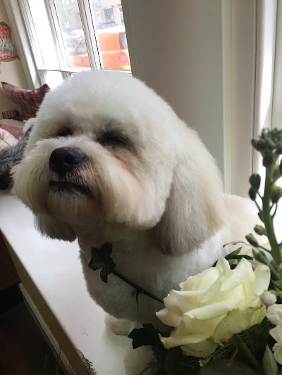 Photo associated with Dogs Body Design