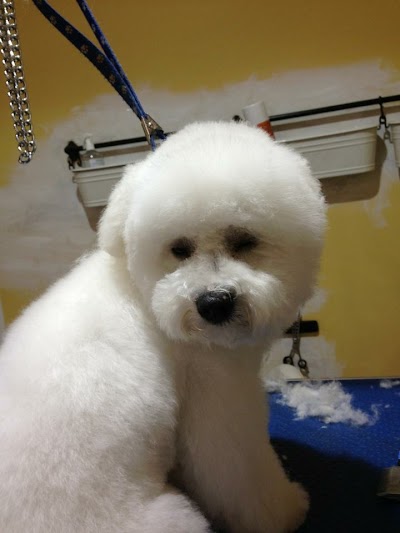 Photo associated with Dogs Body Design