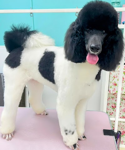 Photo associated with Adorable Paws Dog Grooming Salon