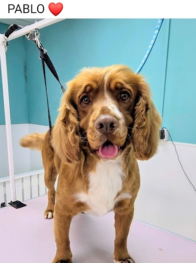 Photo associated with Adorable Paws Dog Grooming Salon