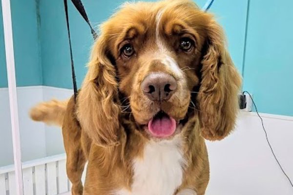 Photo associated with Adorable Paws Dog Grooming Salon