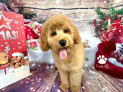 Photo associated with Adorable Paws Dog Grooming Salon