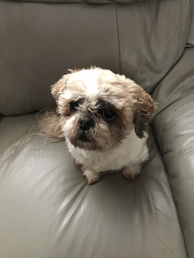 Photo associated with Wythenshawe dog grooming