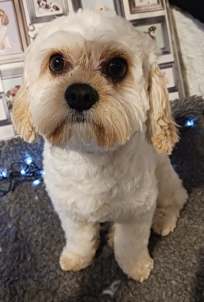 Photo associated with Wythenshawe dog grooming