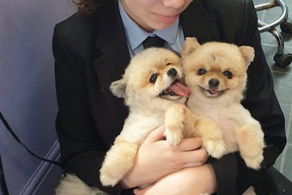 Photo associated with Wythenshawe dog grooming