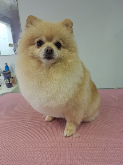 Photo associated with MK Dog Grooming