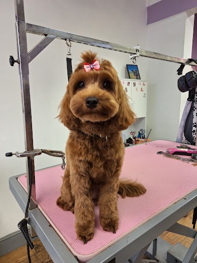 Photo associated with MK Dog Grooming