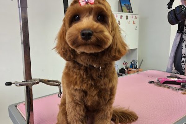 Photo associated with MK Dog Grooming