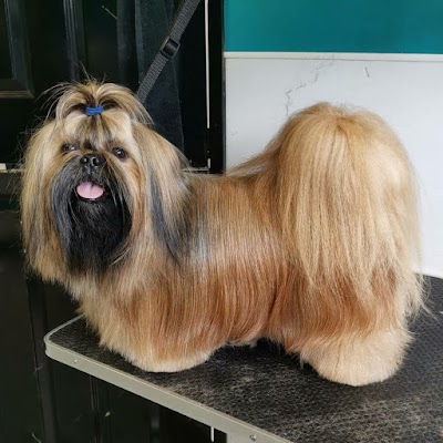 Photo associated with Lisburn Dog Groomers