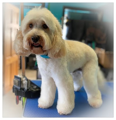 Photo associated with Lisburn Dog Groomers