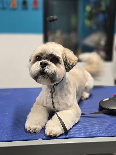 Photo associated with Lisburn Dog Groomers