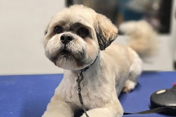 Photo associated with Lisburn Dog Groomers