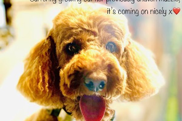 Photo associated with Scragg's Dog Grooming & Pet Portraits