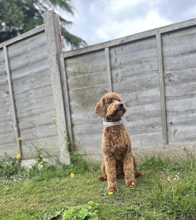 Photo associated with Rachael's Dog Grooming Rowley Regis