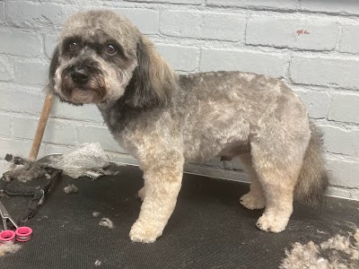 Photo associated with Rachael's Dog Grooming Rowley Regis
