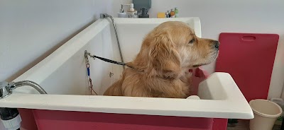 Photo associated with Collar And Tie Dog Groomers