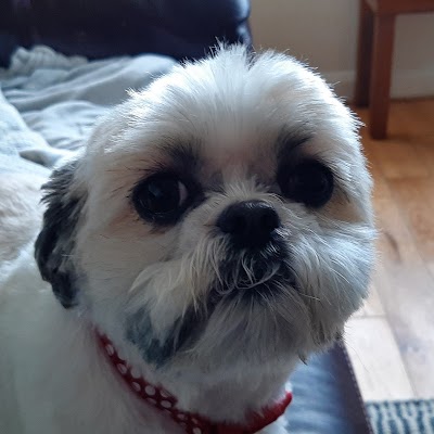 Photo associated with Collar And Tie Dog Groomers