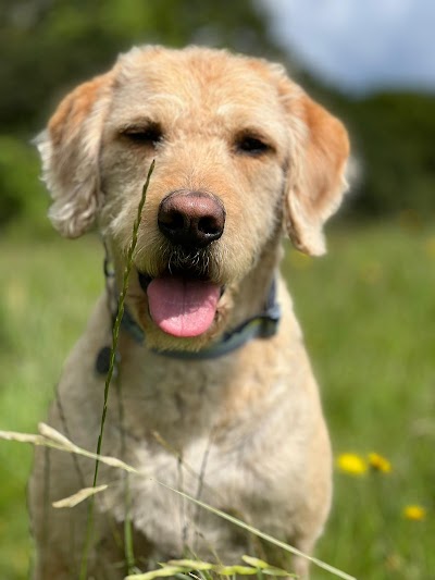 Photo associated with Classy Canines dog groomers