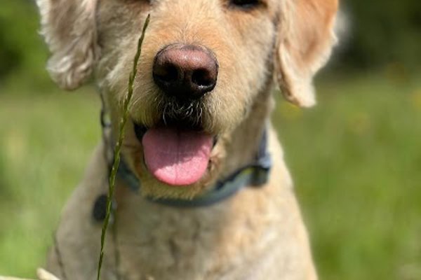 Photo associated with Classy Canines dog groomers
