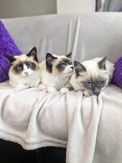 Photo associated with Furbabies Pet Parlour Cannock Dog and cat groomers
