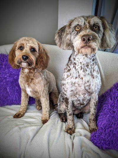 Photo associated with Furbabies Pet Parlour Cannock Dog and cat groomers