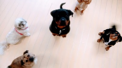 Photo associated with Furbabies Pet Parlour Cannock Dog and cat groomers