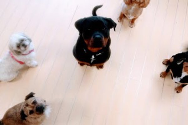 Photo associated with Furbabies Pet Parlour Cannock Dog and cat groomers