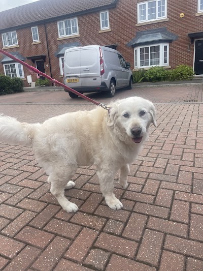 Photo associated with Darcies Dog Grooming