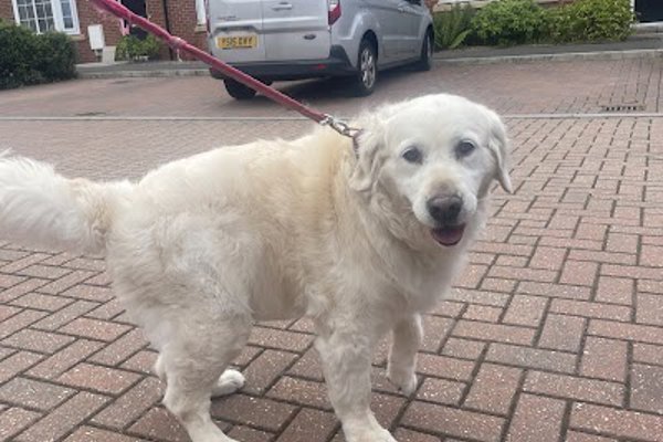 Photo associated with Darcies Dog Grooming