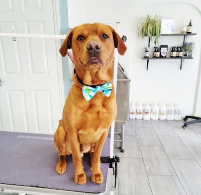 Photo associated with Collar & Comb Dog Groomers