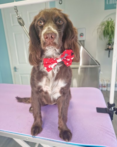 Photo associated with Collar & Comb Dog Groomers