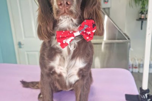 Photo associated with Collar & Comb Dog Groomers