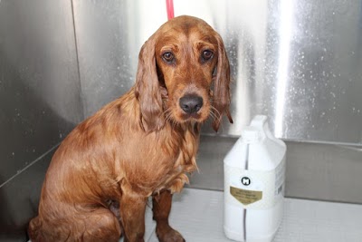 Photo associated with Collar & Comb Dog Groomers
