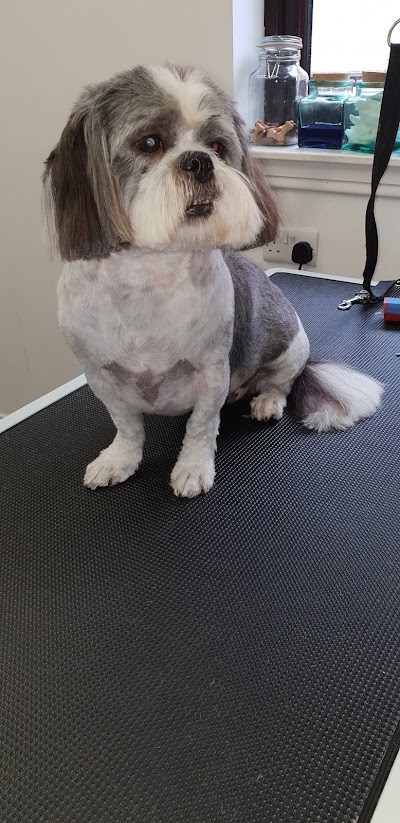 Photo associated with Joni's Dog Grooming Studio