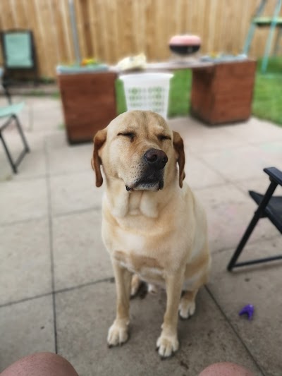Photo associated with Joni's Dog Grooming Studio